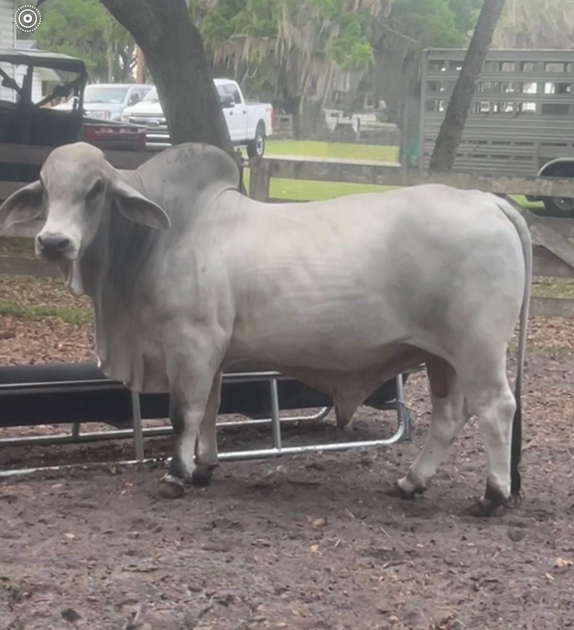 Bishop-Bull.jpg