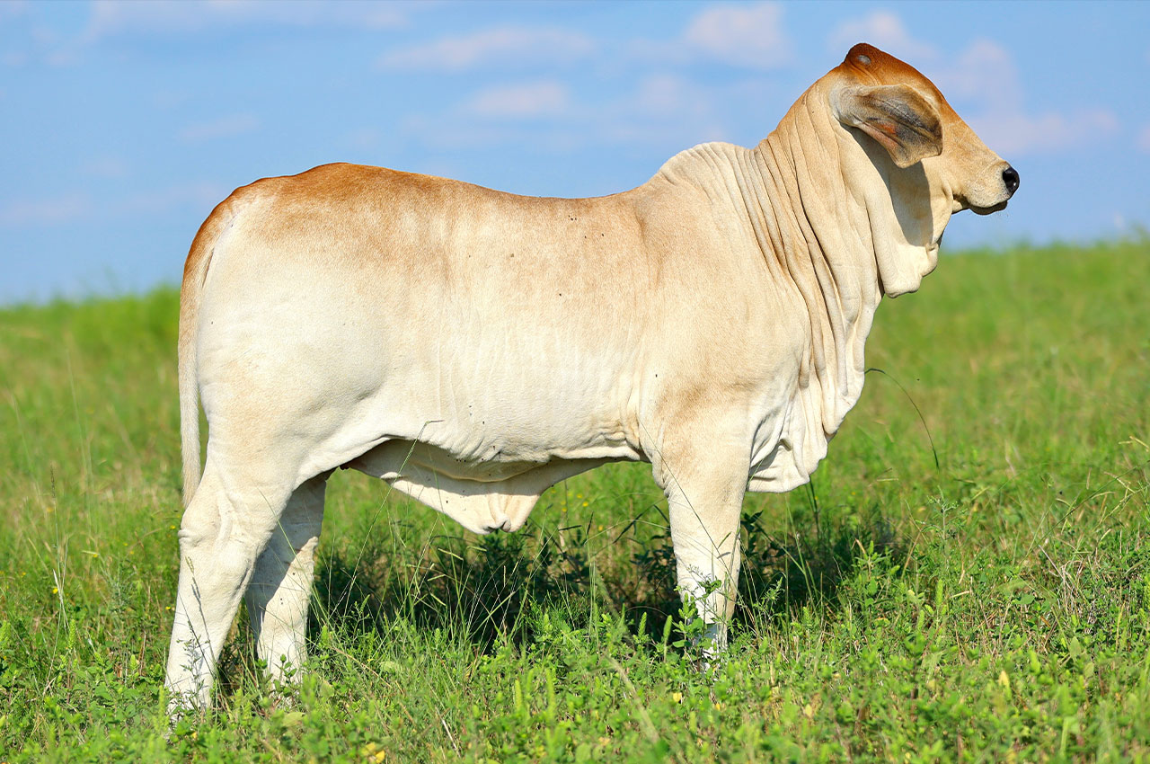 EMMY-CALF-resized.jpg