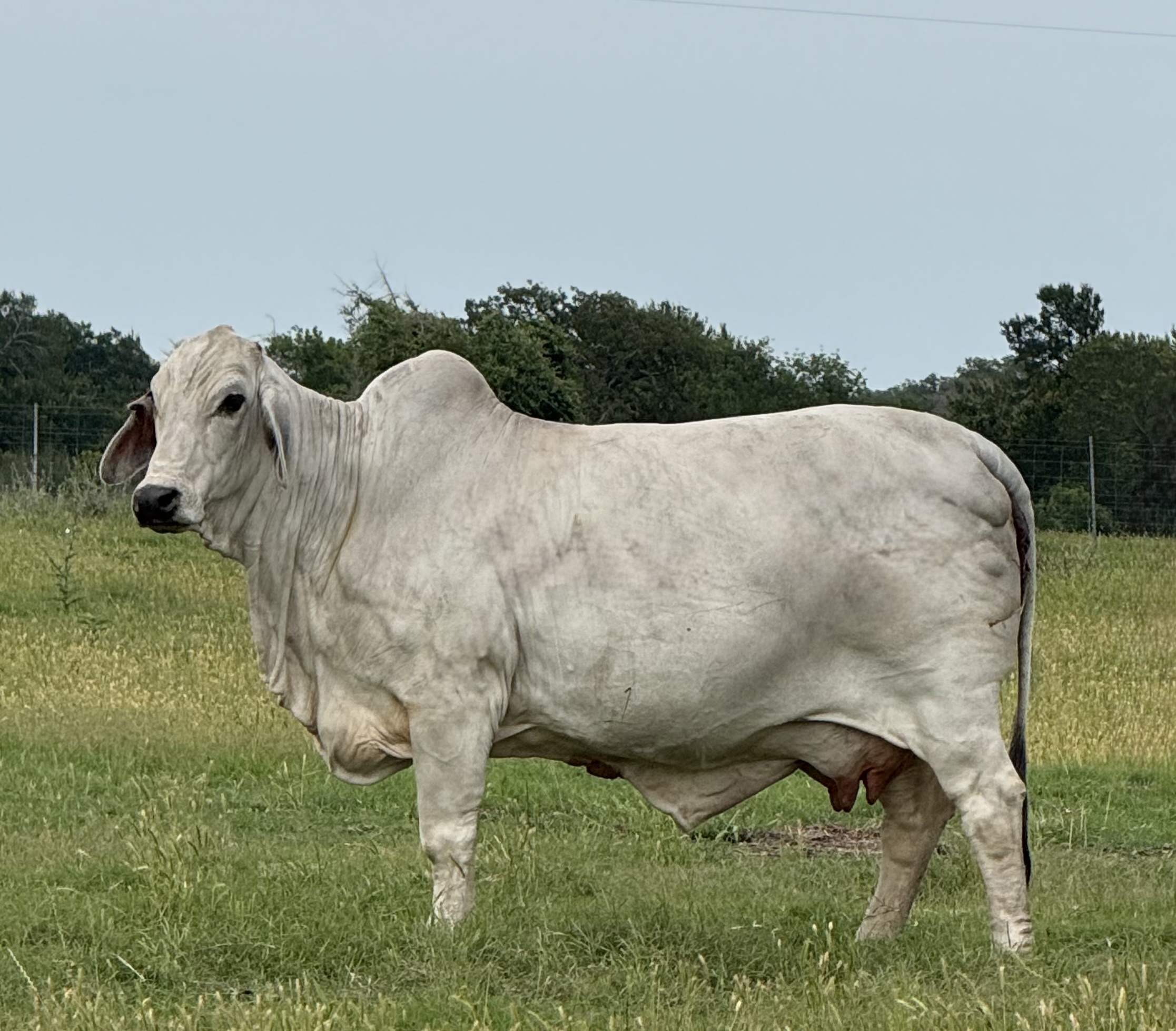 JME-US-Lexor-Manso-71P-daughter.jpeg