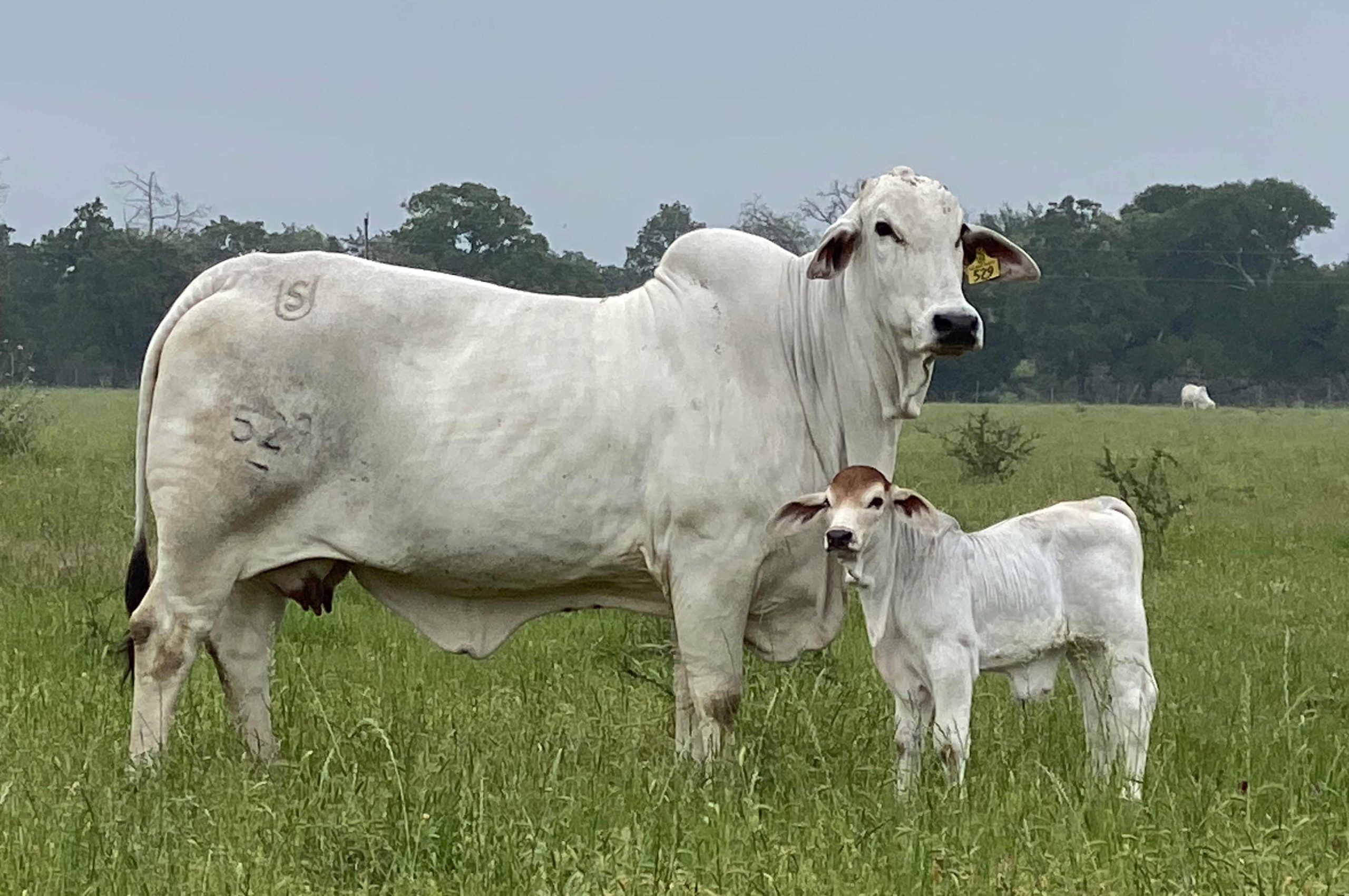 LOT-08-Dam-Ms-US-Polled-Callie-729-7P-scaled.jpg