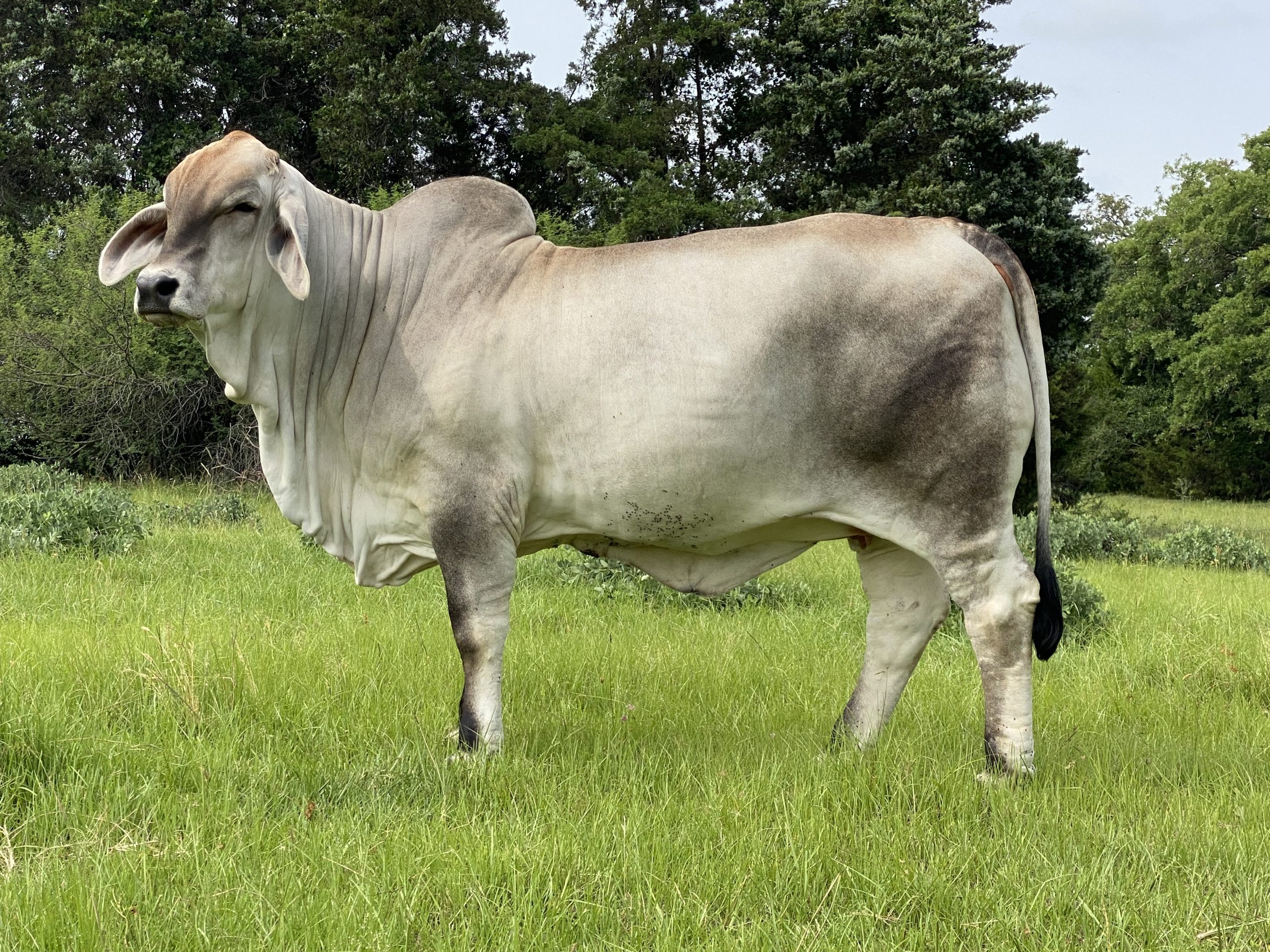 LOT-09-Dam-Ms-US-Polled-Cassidy-750-0P-scaled-e1789745271577.jpeg