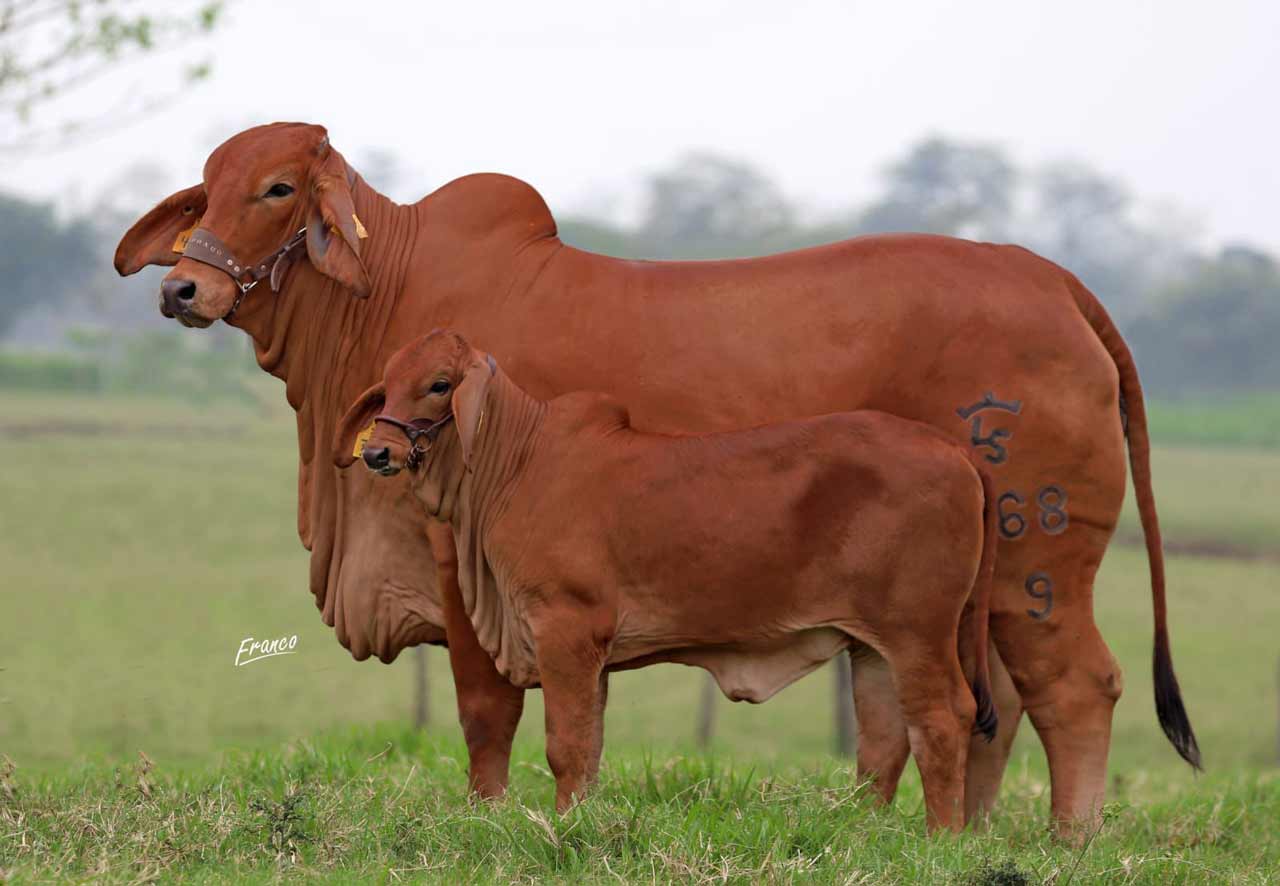 LRSFH-CAMPANITA-IA-714-2-baby.jpg