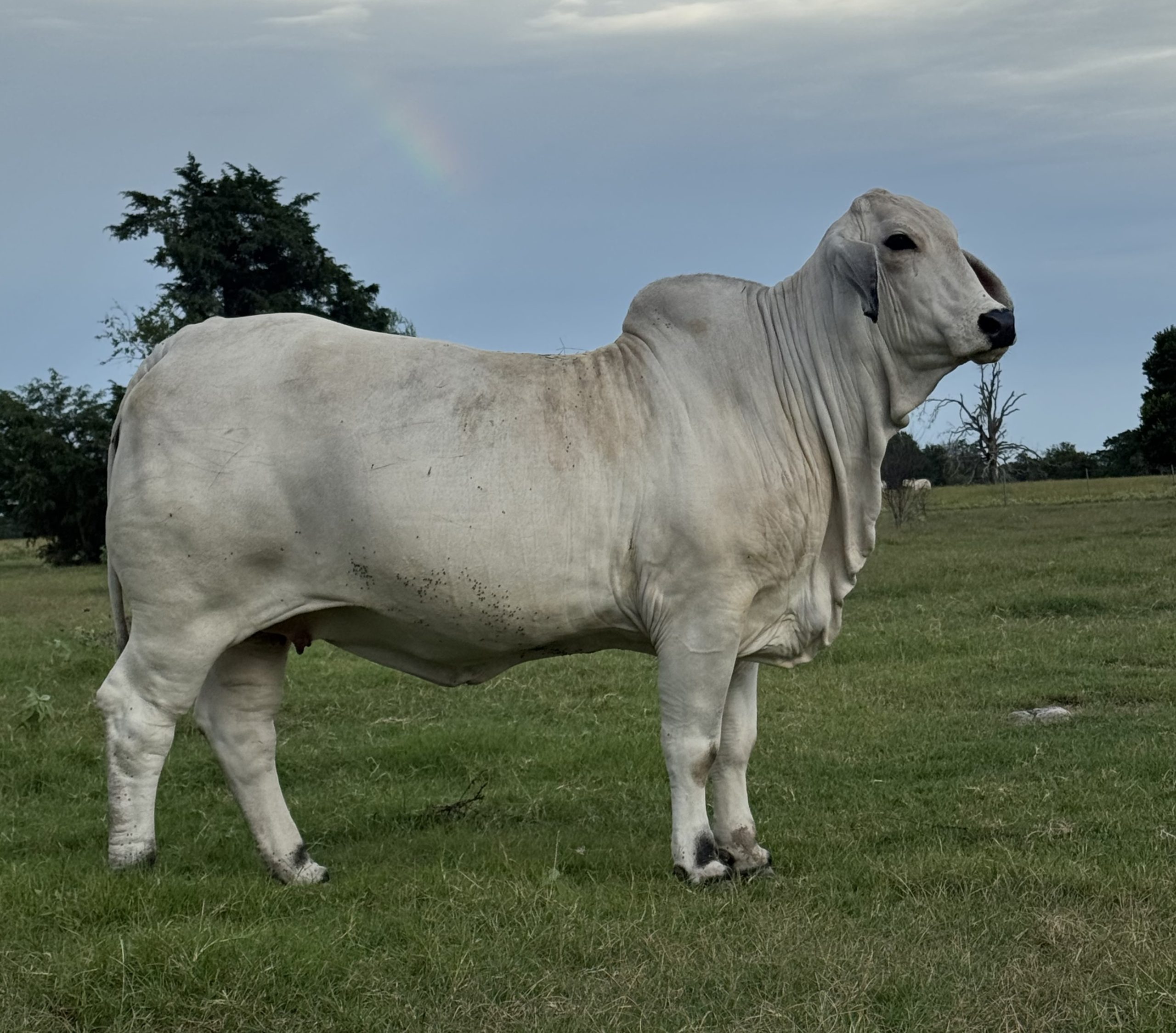 Lot-1-Supporting-photo-Dam-MRS-DD-Polled-Ramsey-163-scaled.jpeg