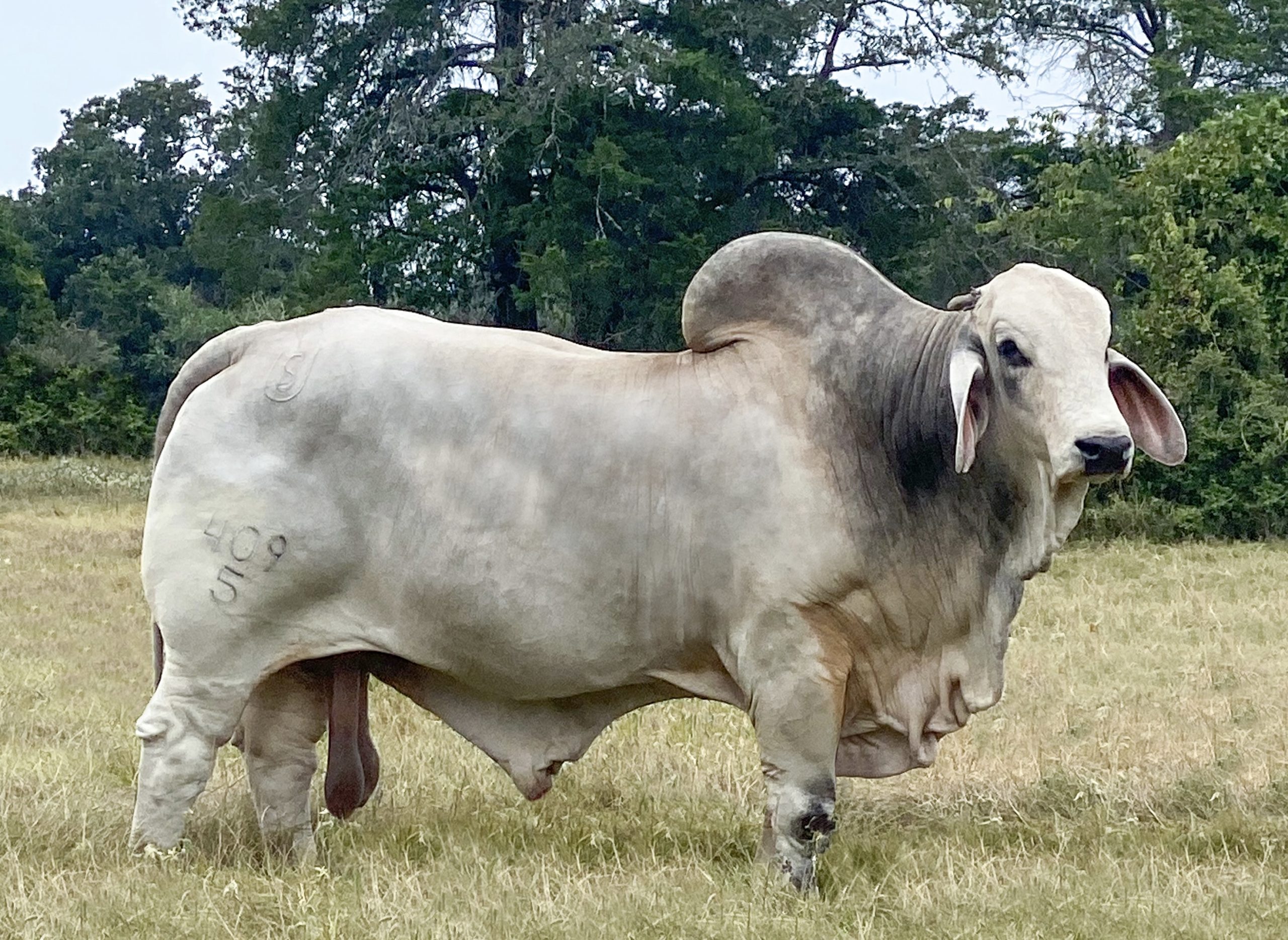 Lot-9-Supporting-Photos-Sire-Mr-US-Polled-Evolution-409-5P-scaled.jpg