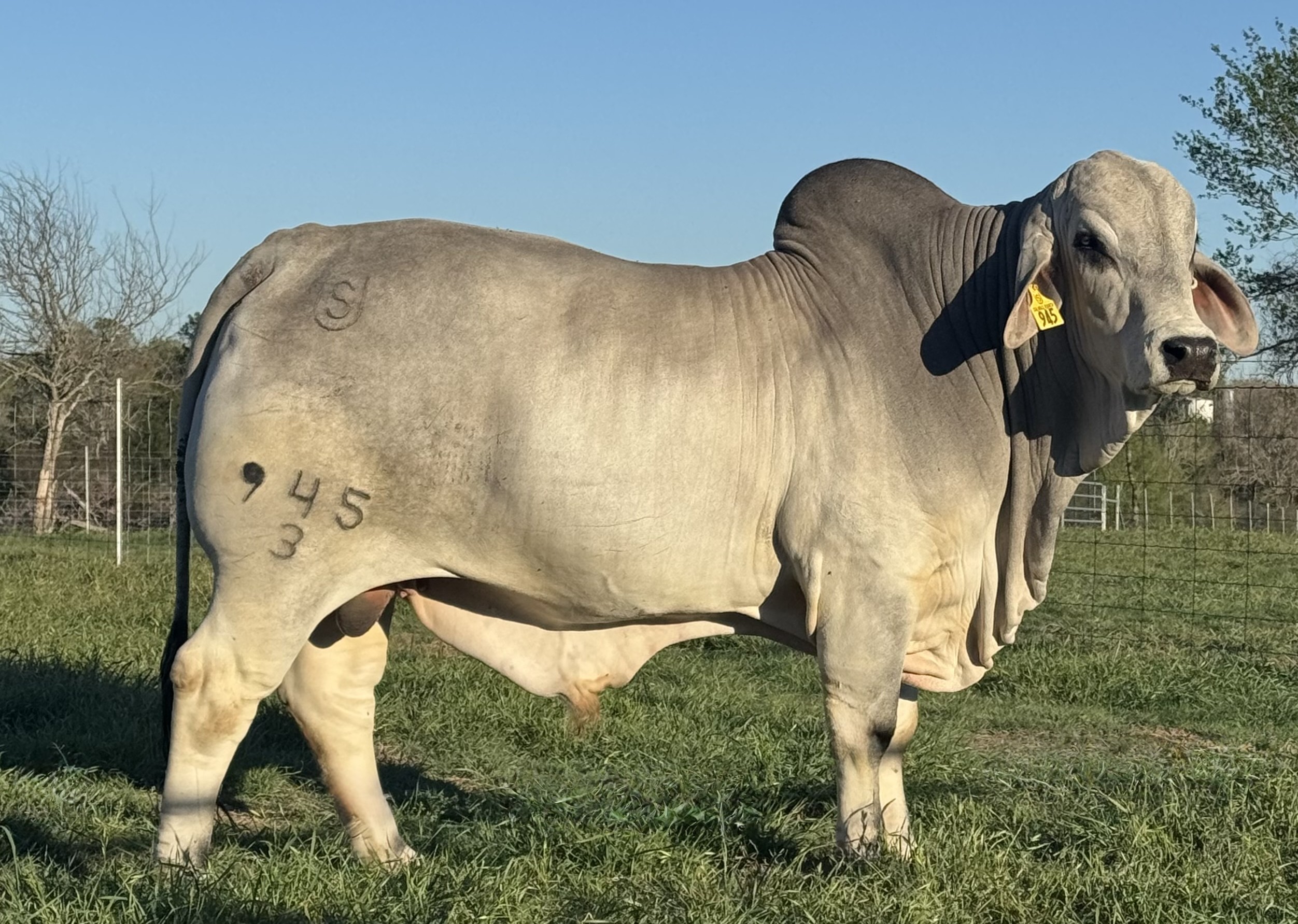 Lots-4-5-6-Supporting-Photo-sire-MR-US-Polled-Vision-945-3-P.jpeg