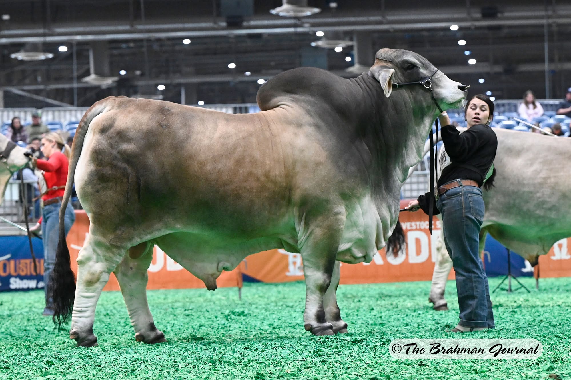 MR.-PBR-HOUDINI-11-2.jpg