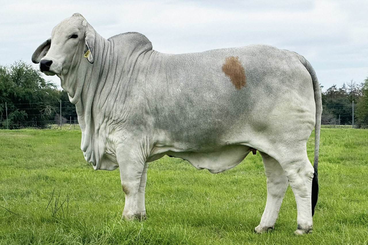 LOT 09 - MR US POLLED FUSION 711/9 (P) - 1 SEMEN STRAW