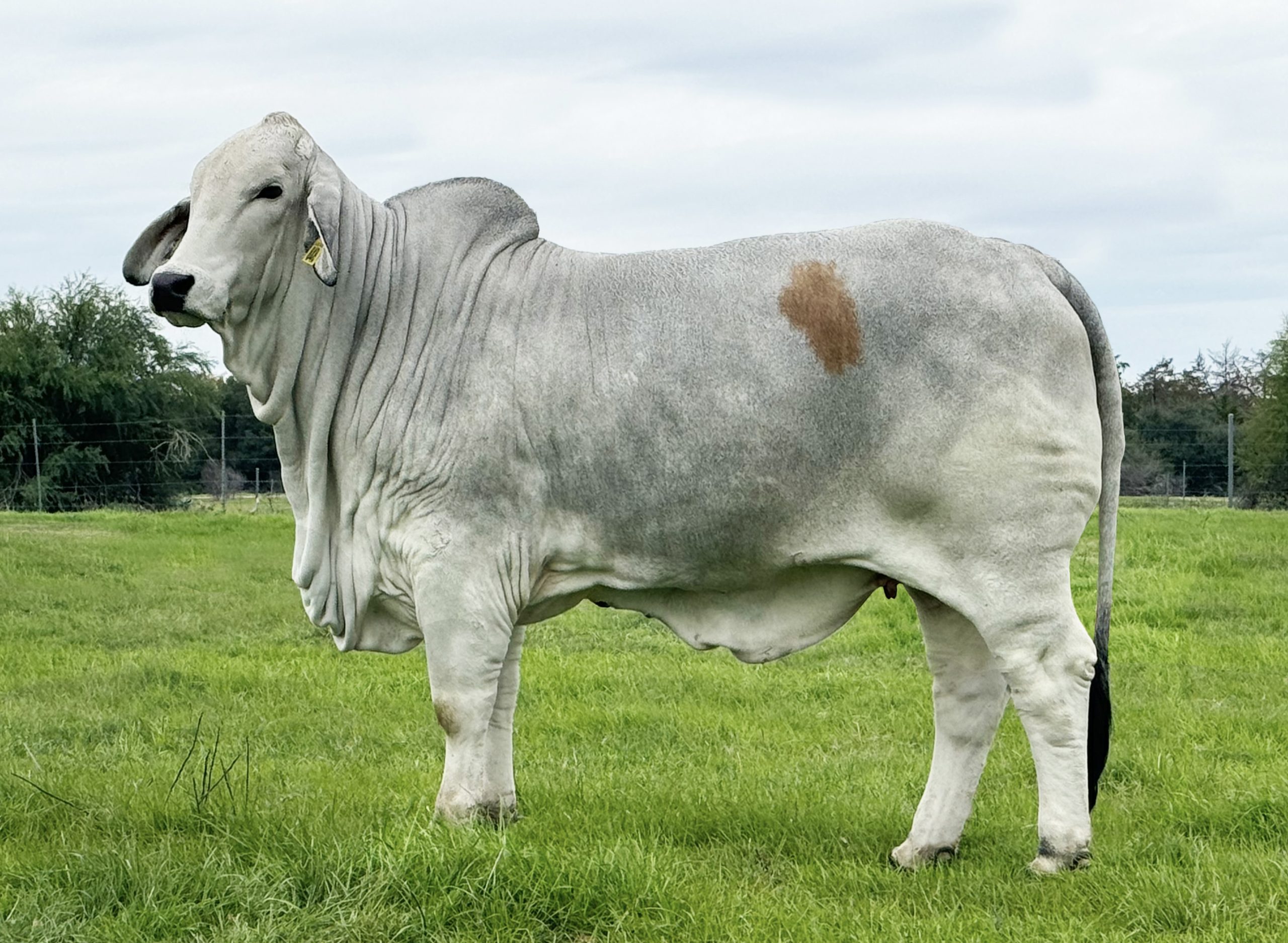 Mr-US-Polled-Didor-661-7-progeny-2-scaled.jpg