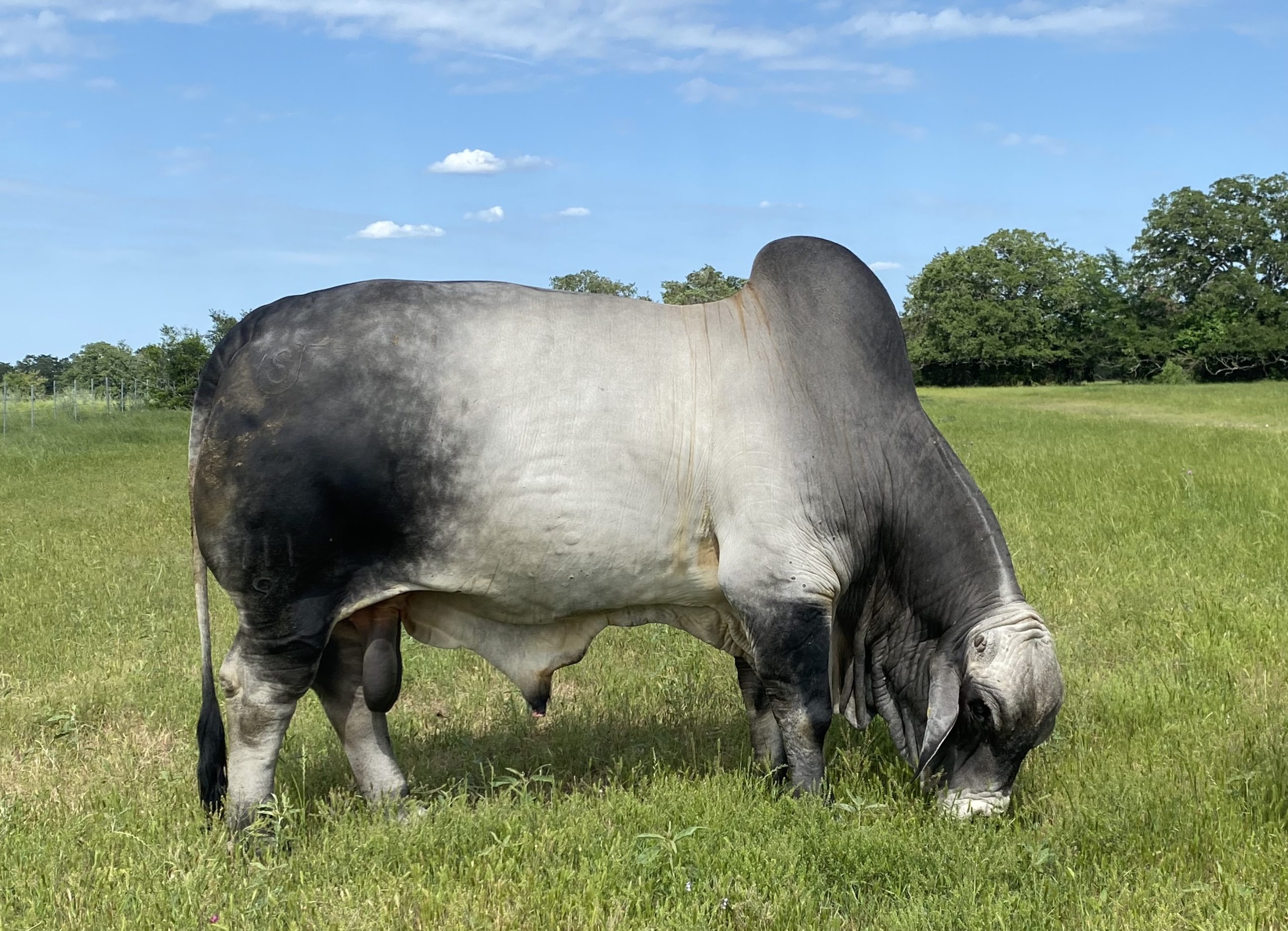 Mr-US-Polled-Didor-661-7-progeny-scaled.jpeg