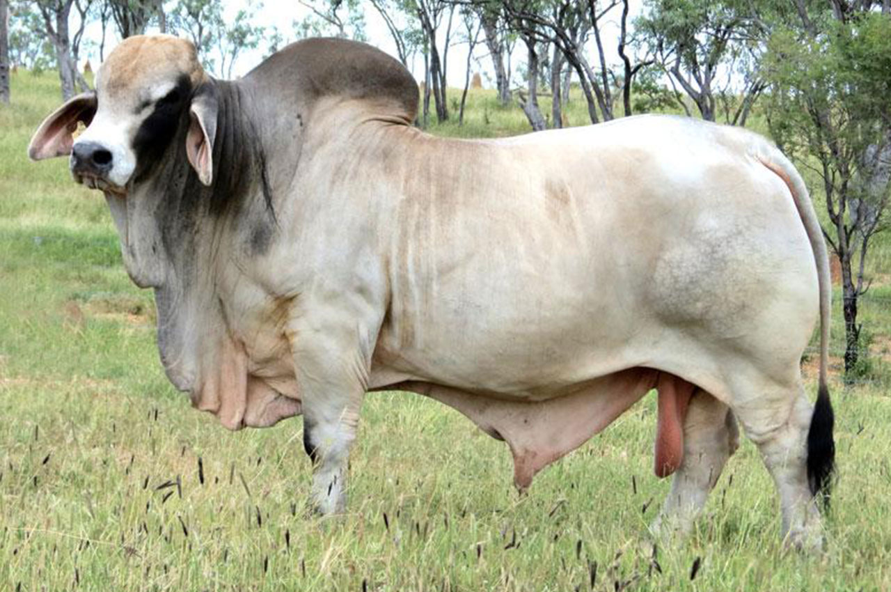 NCC-El-Toro-IVF-resized.jpg