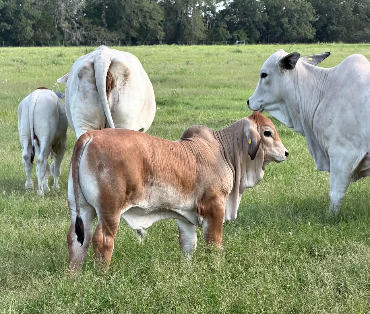 Top-Spring-2026-Calf-out-of-Boggs.jpg