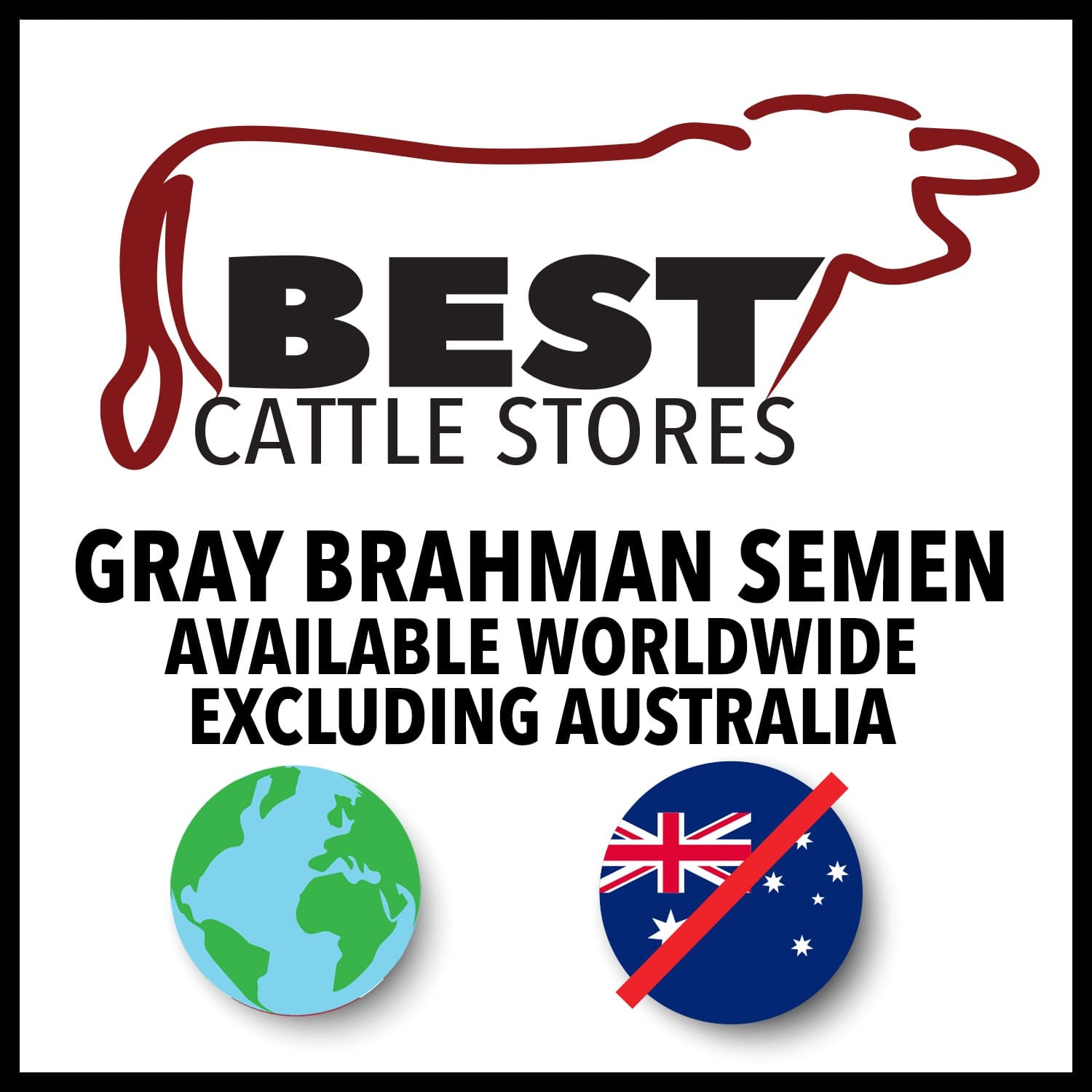 GRAY BRAHMAN SEMEN AVAILABLE ONLY IN THE USA