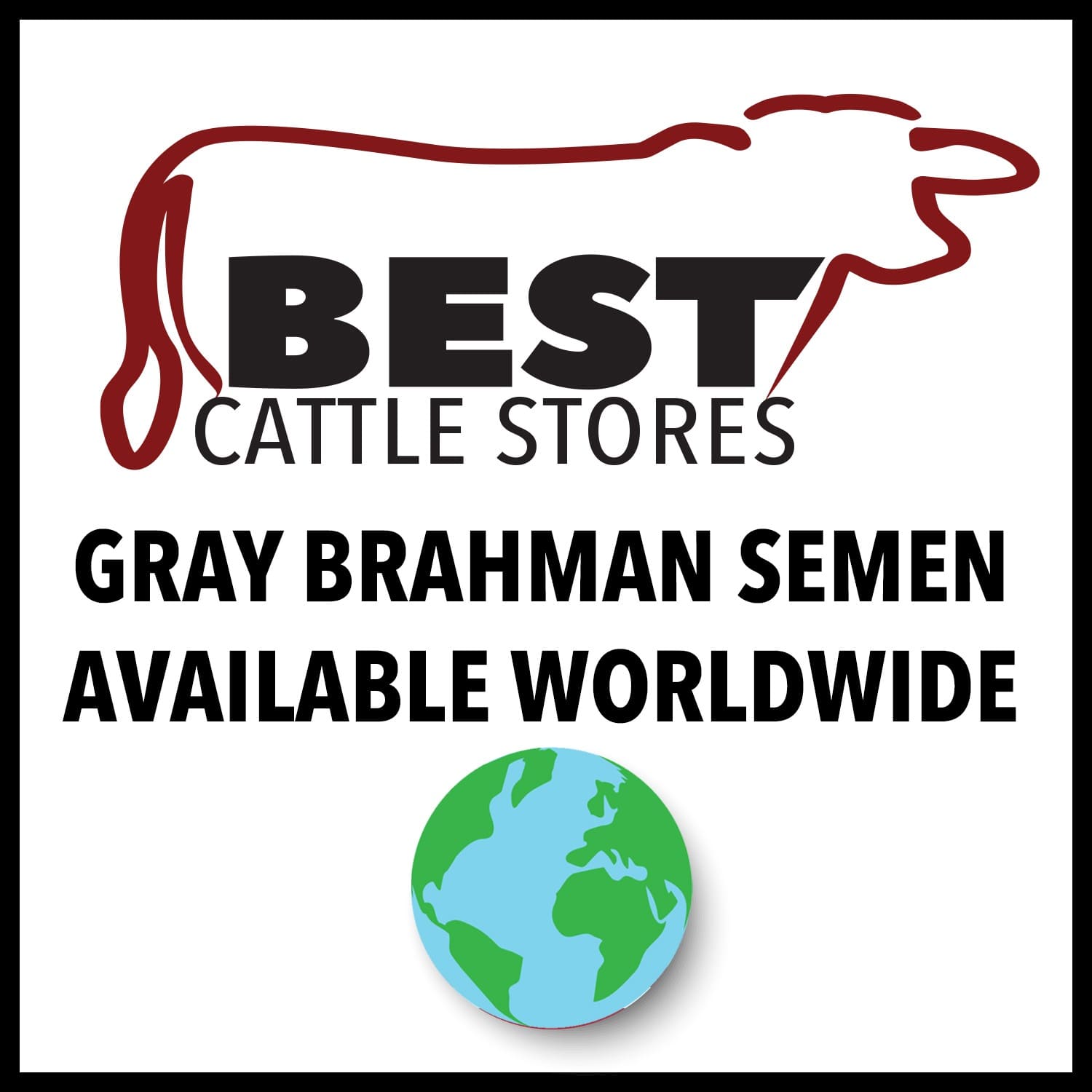 GRAY BRAHMAN SEMEN AVAILABLE ONLY IN THE USA