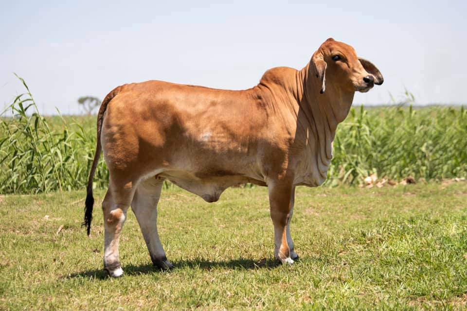 LOT 01 - MS US POLLED LAYLA 47/5 (PP)