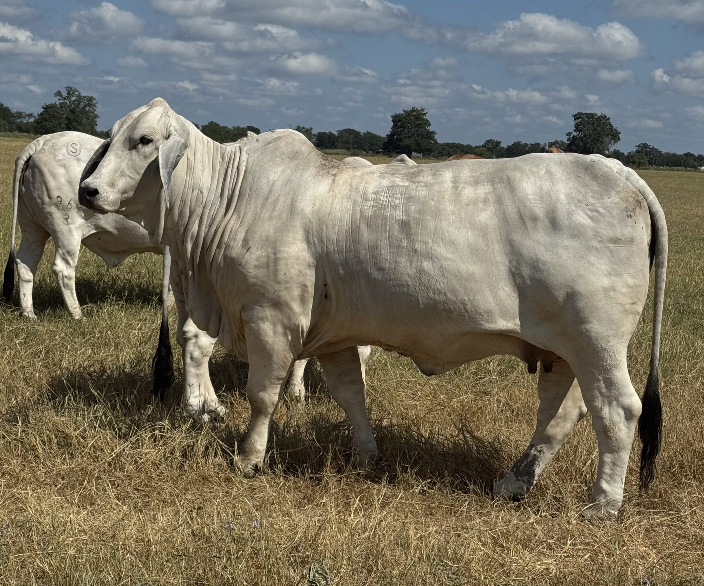 progeny-out-of-Mr-US-Polled-Evolution-409-5P-scaled-e1789753643417.jpeg