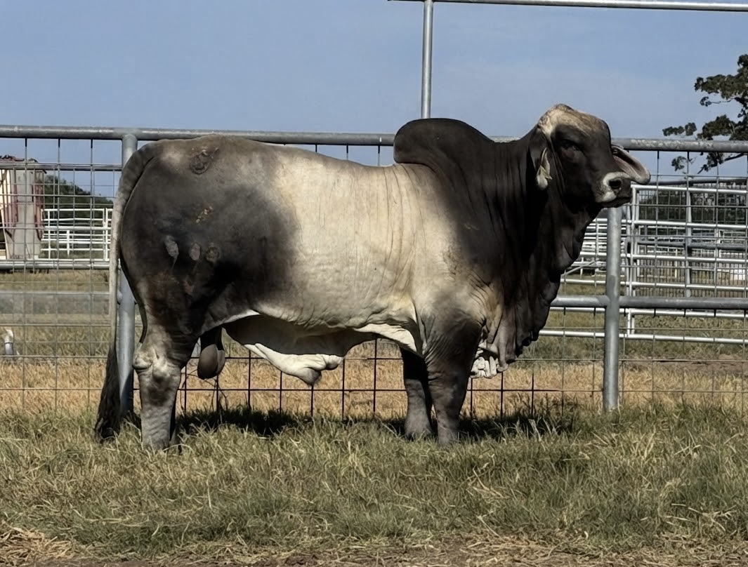progeny-out-of-Mr-US-Polled-Evolution-409-5P.jpg