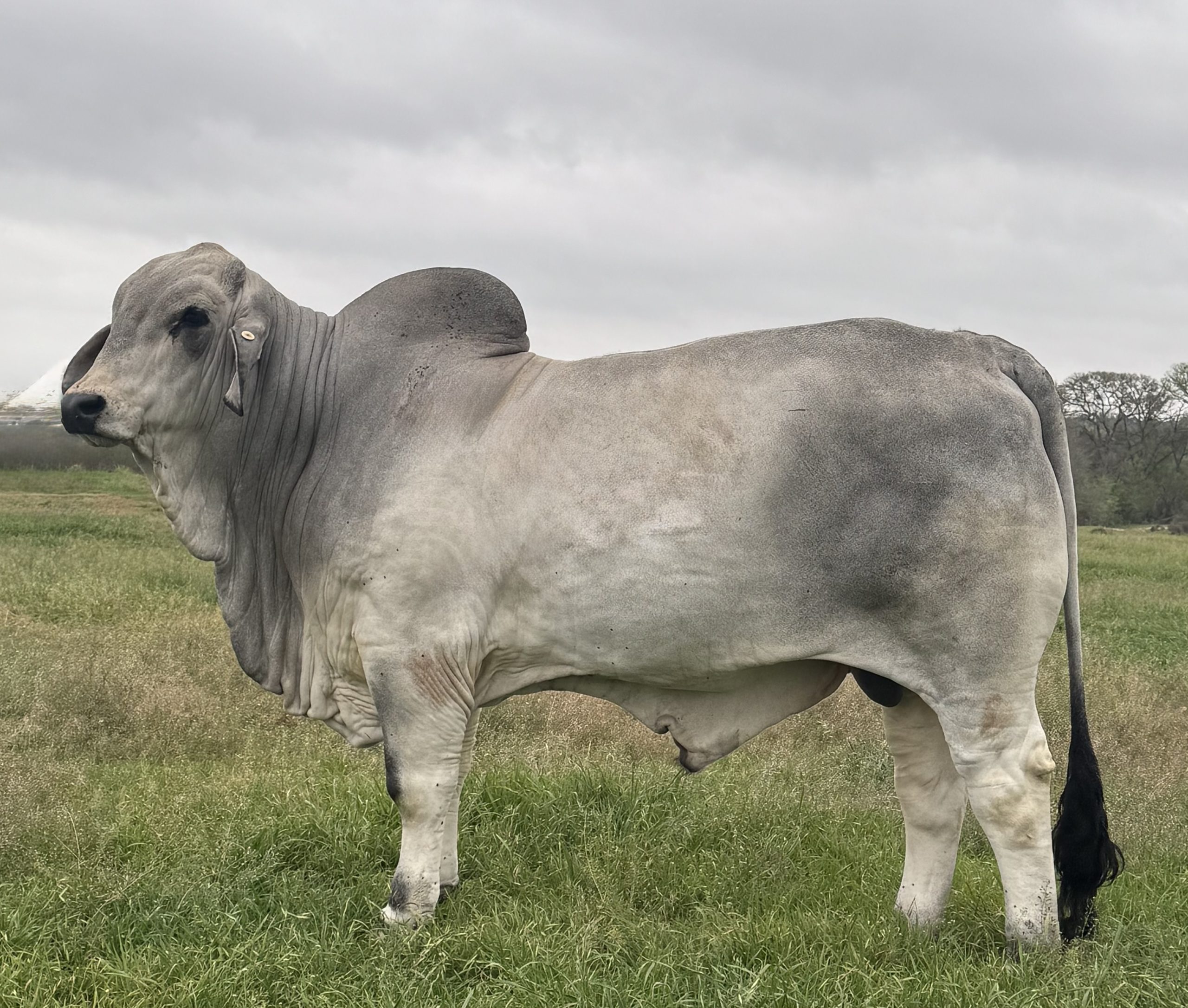 progeny-out-of-Mr-US-Polled-Evolution-409-5P3-scaled.jpeg