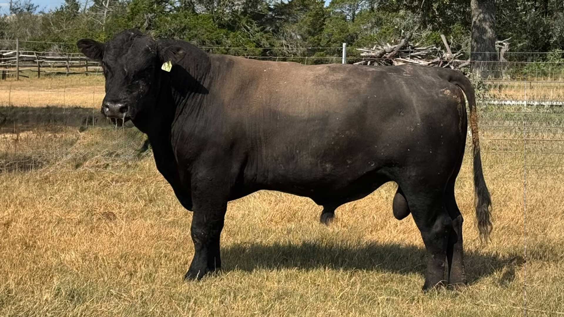 salinas-black_angus_bull.jpg