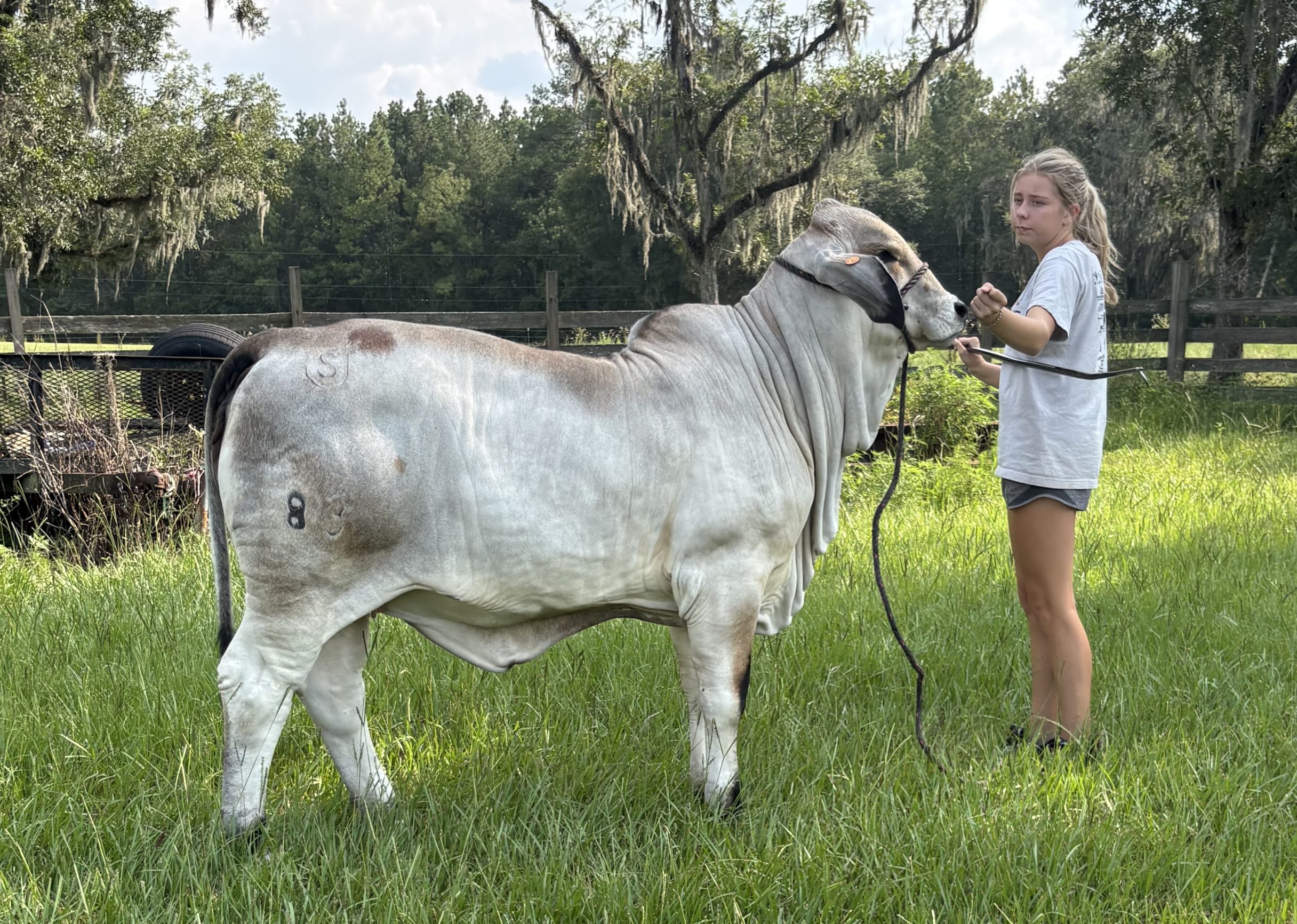 top-homozygous-polled-daughter-MS-US-Polled-Ashton-83-5PP-scaled-e1789746036808.jpeg
